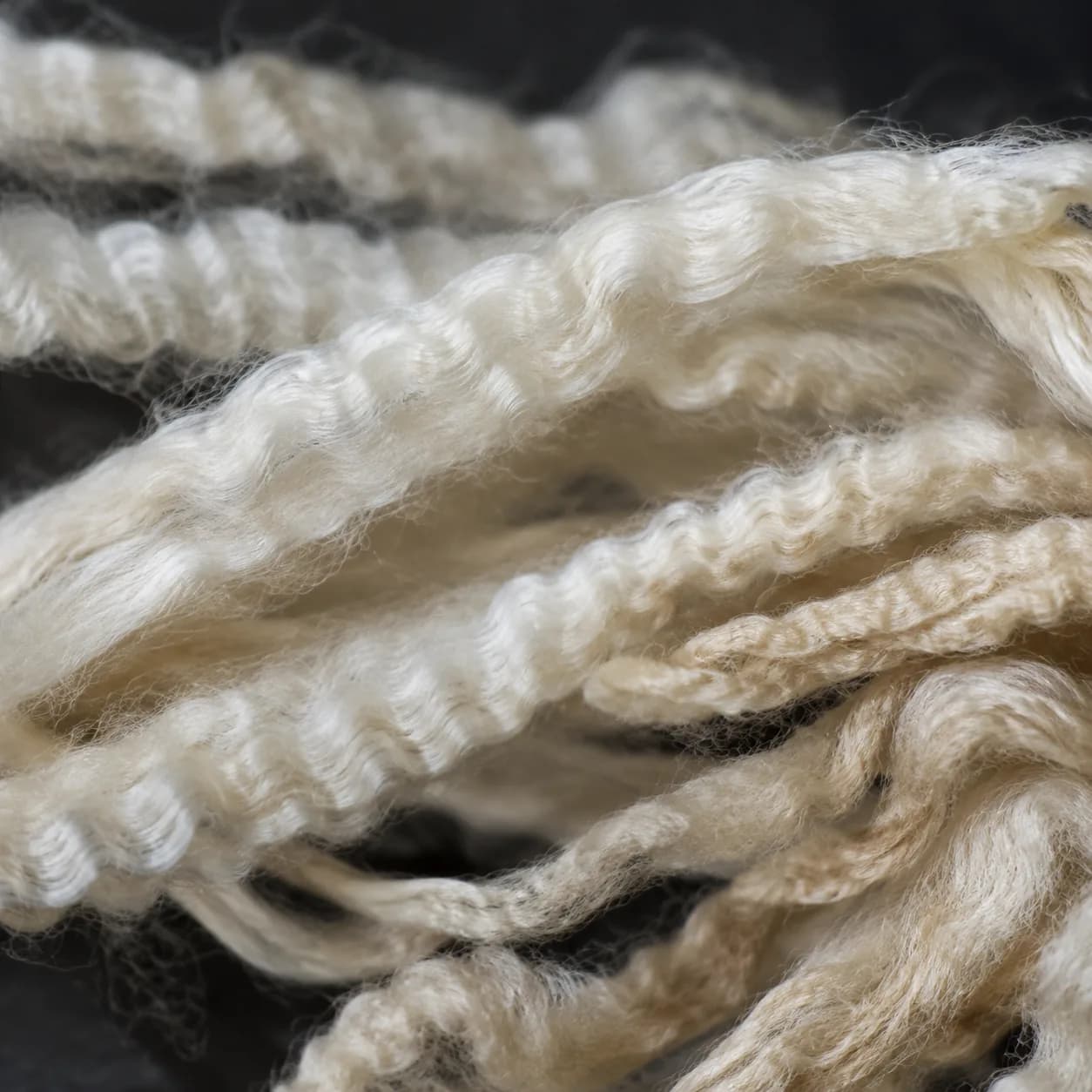 Macro photograph of crimped wool staple fibre.